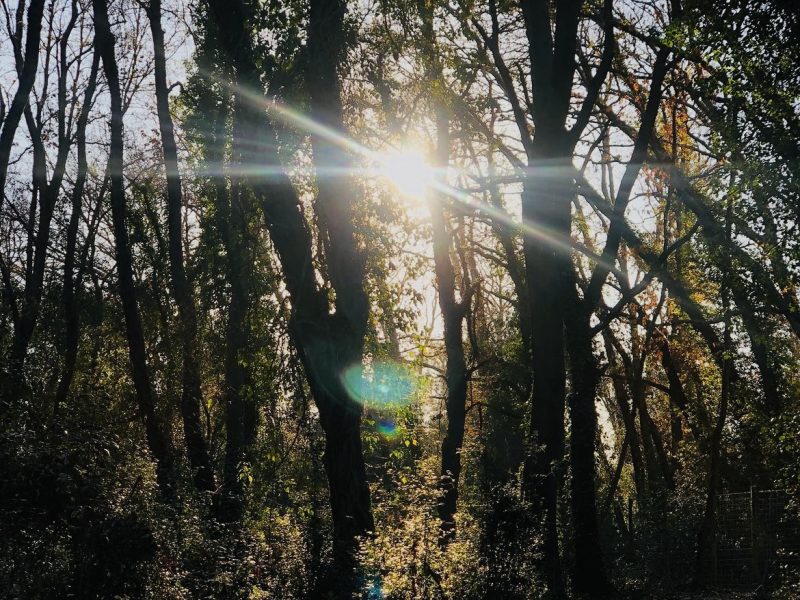 Oasi del Bosco di Palo Laziale