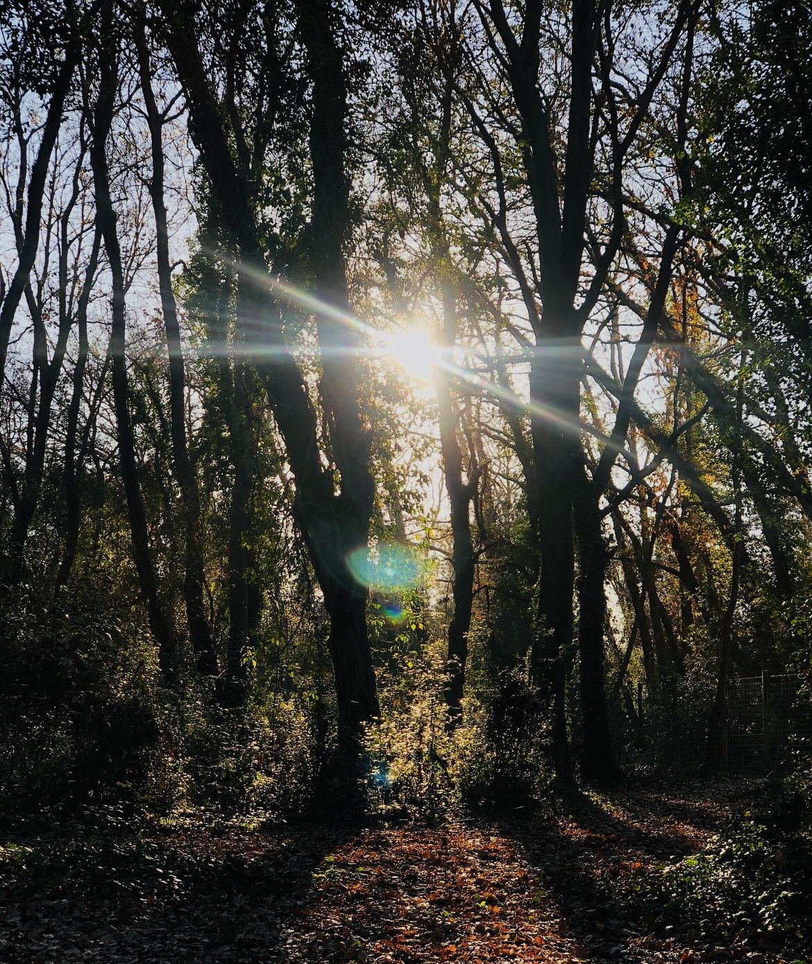 Al momento stai visualizzando Oasi del Bosco di Palo Laziale